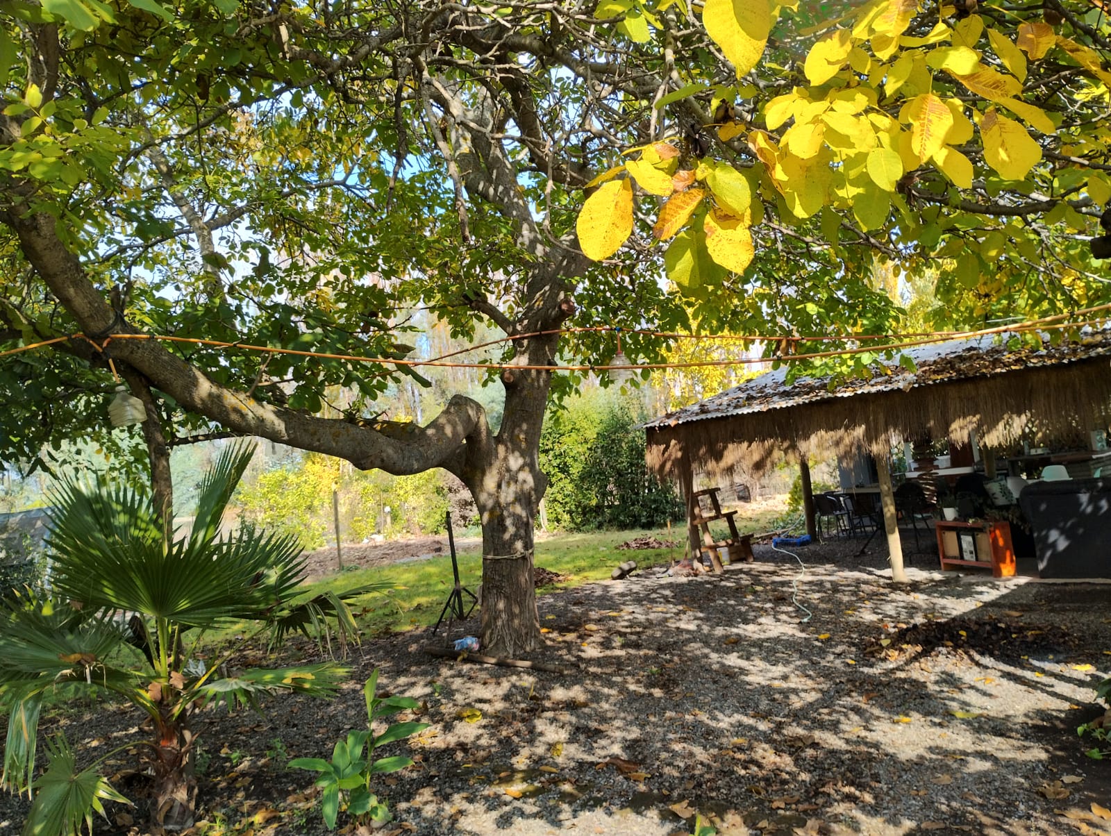 Árbol otoñal y quincho rodeados de vegetación en Mi Refugio en el Campo